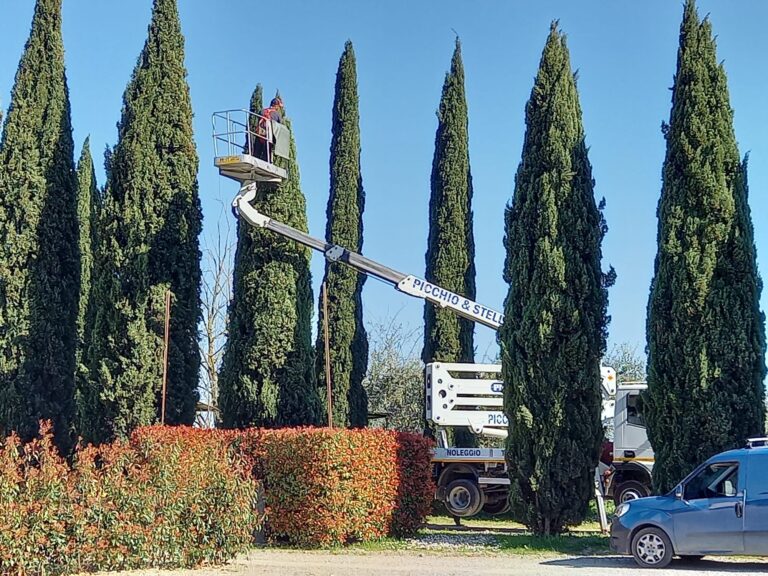 Persona su piattaforma aerea pota albero alto.